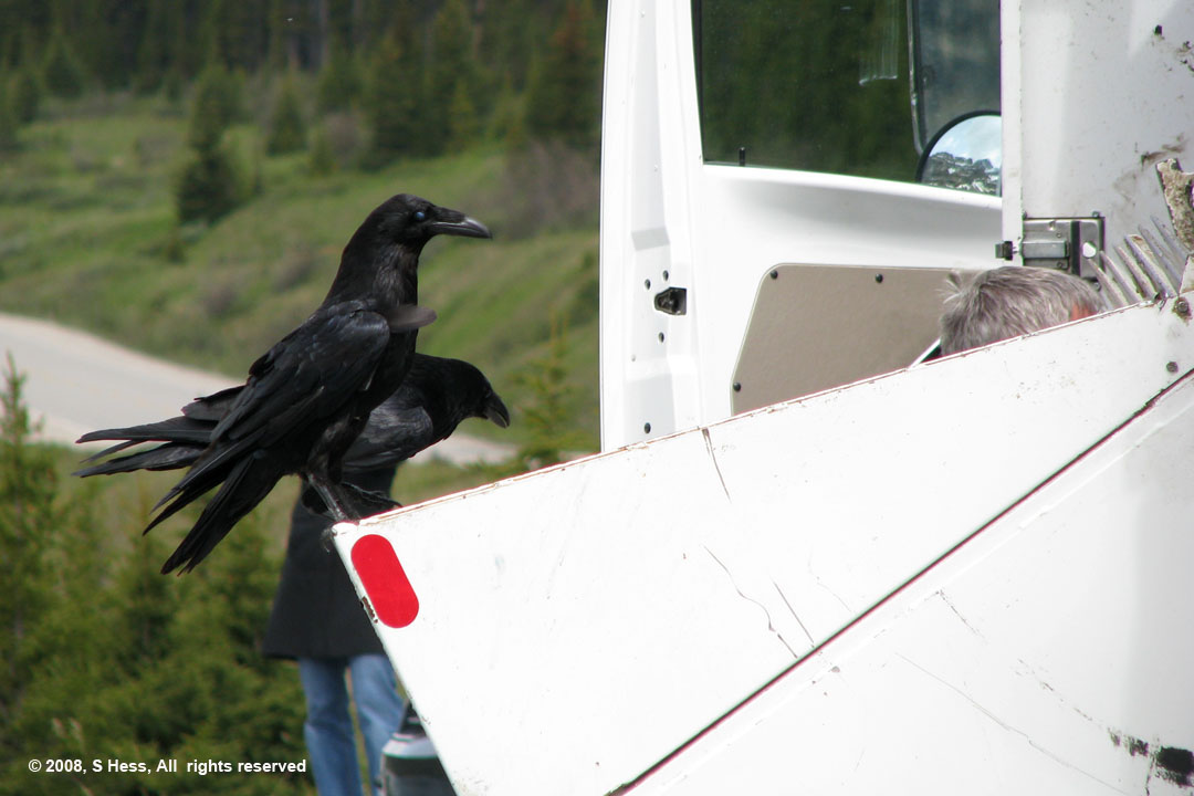 Ravens2